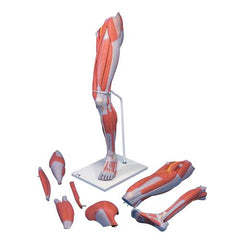 Life-Size Deluxe Muscle Leg Model, 7 part - 3B Smart Anatomy