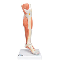 Life-Size Lower Muscle Leg Model with Detachable Knee, 3 part - 3B Smart Anatomy