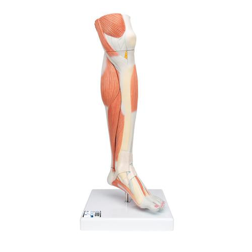 Life-Size Lower Muscle Leg Model with Detachable Knee, 3 part - 3B Smart Anatomy