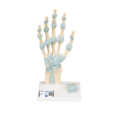 Hand Skeleton Model with Ligaments & Carpal Tunnel - 3B Smart Anatomy