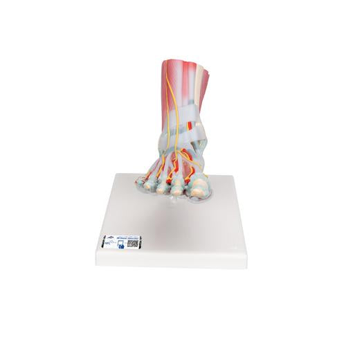 Foot Skeleton Model with Ligaments & Muscles - 3B Smart Anatomy