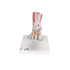 Foot Skeleton Model with Ligaments & Muscles - 3B Smart Anatomy