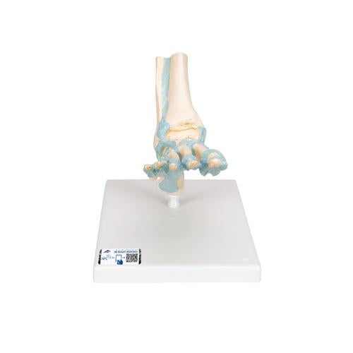 Foot Skeleton Model with Ligaments - 3B Smart Anatomy