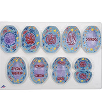 Mitosis Model
