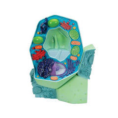 Plant cell model