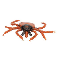 Castor Bean Tick (Ixodes ricinus), Model