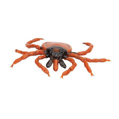 Castor Bean Tick (Ixodes ricinus), Model