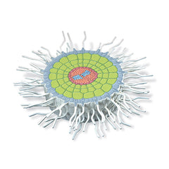 Absorption Zone of the Root (Sinapis alba), Model