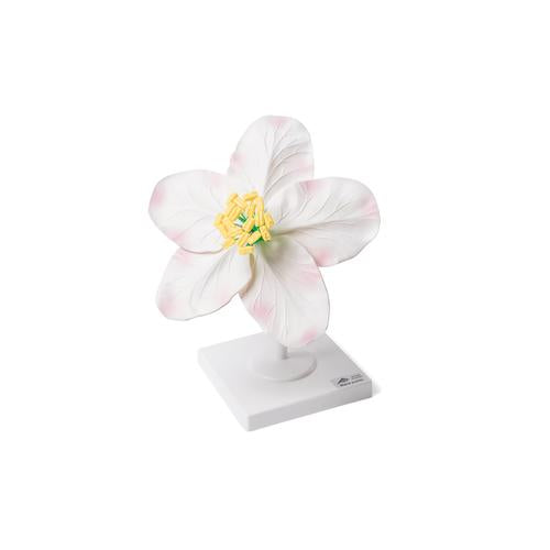 Apple Blossom (Malus pumila), Model