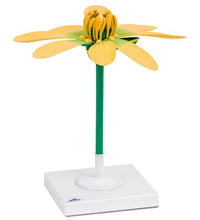 Lesser Celandine Flower (Ficaria verna), Model