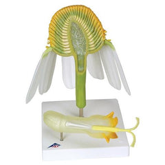 Chamomile Blossom (Matricaria chamomilla) Model