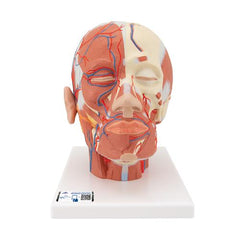 Head Musculature Model with Blood Vessels - 3B Smart Anatomy