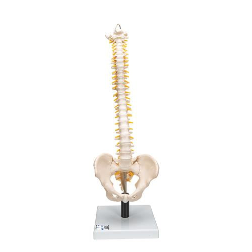 Flexible Human Spine Model with Soft Intervertebral Discs - 3B Smart Anatomy
