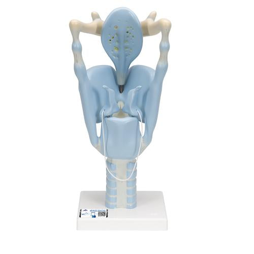 Functional Human Larynx Model, 3 times Full-Size - 3B Smart Anatomy