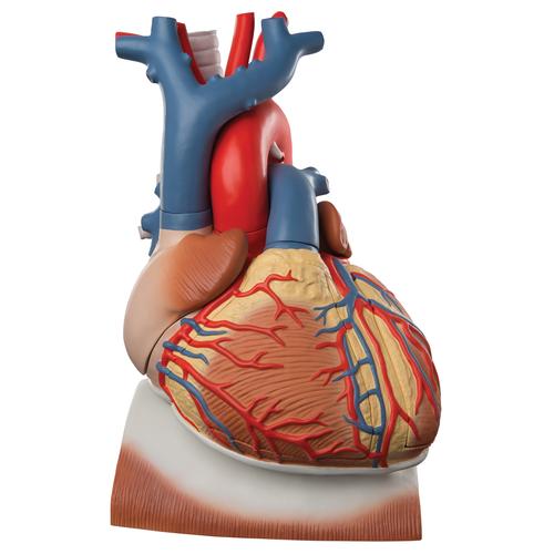Heart and Diaphragm Model, 3 times Life-Size, 10 part - 3B Smart Anatomy