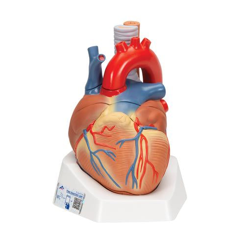 Human Heart Model, 7 part - 3B Smart Anatomy