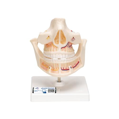 Adult Denture Model with Nerves and Roots - 3B Smart Anatomy