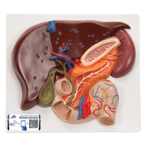 Liver Model with Gall Bladder, Pancreas & Duodenum - 3B Smart Anatomy