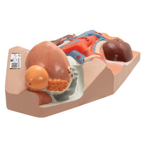 Male Urinary System Model, 3/4 Life-Size - 3B Smart Anatomy