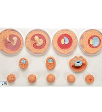 Embryonic Development Model in 12 Stages - 3B Smart Anatomy