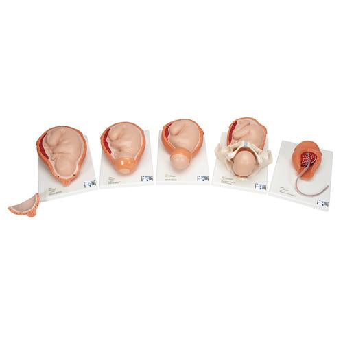 Birthing Process Model with 5 Stages - 3B Smart Anatomy