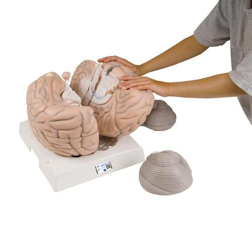 Giant Human Brain Model, 2.5 times Full-Size, 14 part - 3B Smart Anatomy