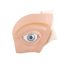 Human Eye Model, 5 times Full-Size, 12 part - 3B Smart Anatomy