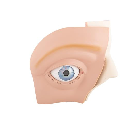 Human Eye Model, 5 times Full-Size, 12 part - 3B Smart Anatomy