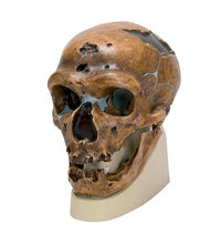 Replica Homo Neanderthalensis Skull (La Chapelle-aux-Saints 1)