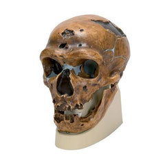 Replica Homo Neanderthalensis Skull (La Chapelle-aux-Saints 1)