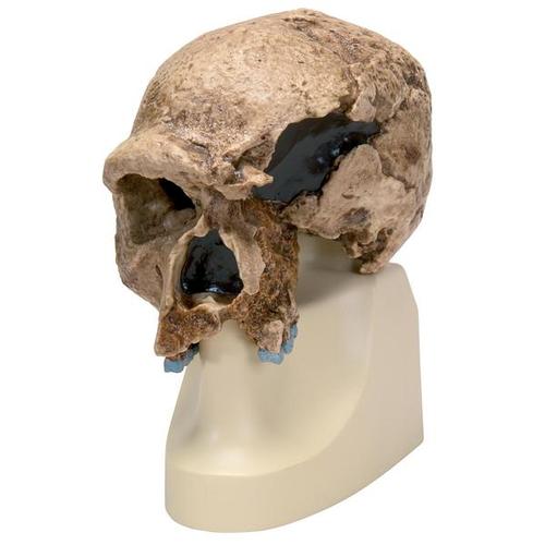 Replica Homo steinheimnensis Skull (Berkhemer, 1936)