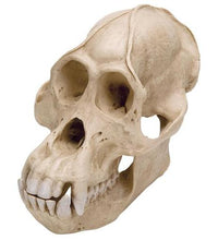 Orangutan Skull (Pongo pygmaeus), Male, Replica