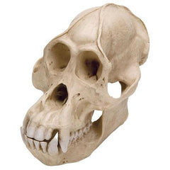 Orangutan Skull (Pongo pygmaeus), Male, Replica