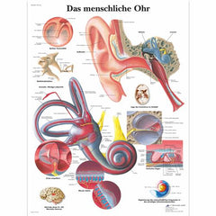 Das menschliche Ohr