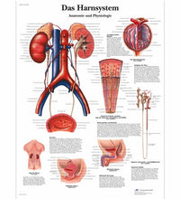 Das Harnsystem, Anatomie und Physiologie