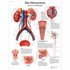 Das Harnsystem, Anatomie und Physiologie