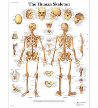 Human Skeleton Chart