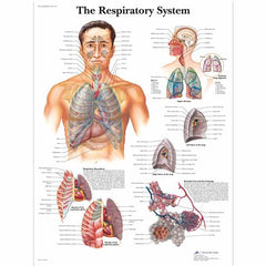 The Respiratory System Chart