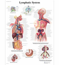 Lymphatic System Chart
