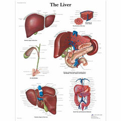 Liver Chart