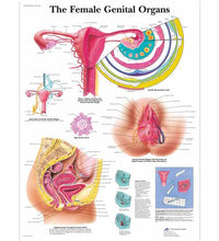 The Female Genital Organs Chart