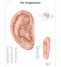 Ear Acupuncture Chart