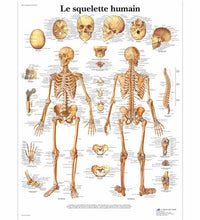 Le squelette humain