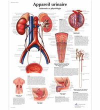 Appareil urinaire, Anatomie et physiologie