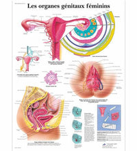 Les organes génitaux féminins