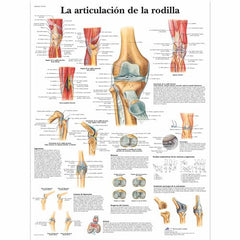 La articulación de la rodilla