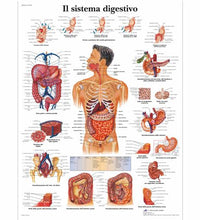 Il sistema digestivo