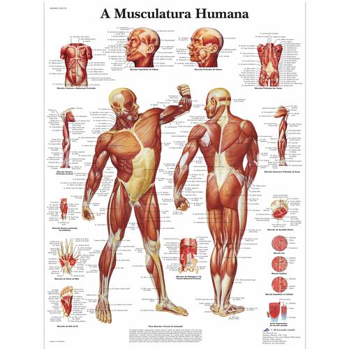 A Musculatura Humana, 50x67 cm, Versão Papel