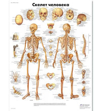Human Skeleton Chart