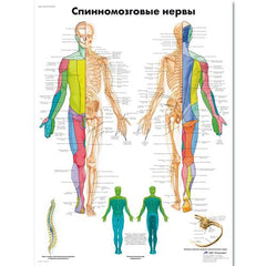 Spinal Nerves Chart